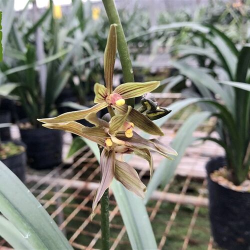 兰花苗 佛手  墨兰十大奇花 室F内绿植盆栽花卉冬春季节开花