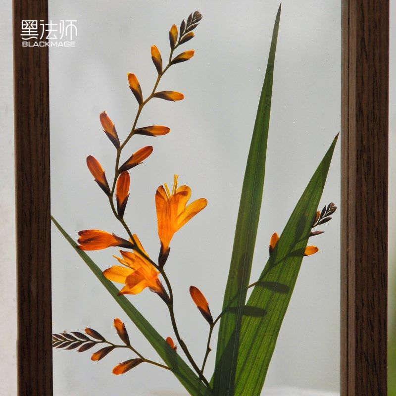 限量版火焰兰植物标本玻璃装饰画G寓意美好创意礼物摆件送朋,鲜花速递/花卉仿真/绿植园艺,永生花,淘宝优惠券,粉丝福利购,淘宝优惠卷