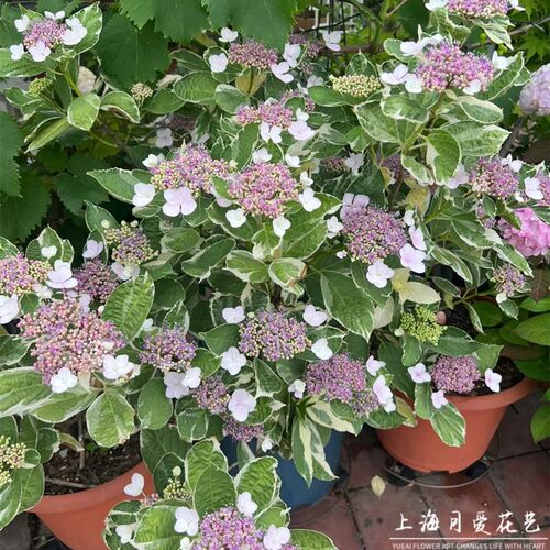 银边绣球花叶大花绣n球盆栽花苗花园庭院露台阳台耐阴花镜花卉植