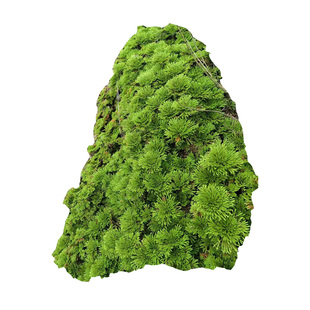 卷柏九死还魂草盆栽还阳草懒人植物见水还阳绿植水V石假山造景素