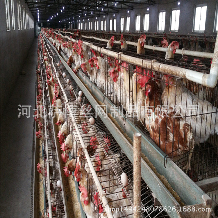 萨博供应三层阶梯五门蛋鸡笼 A型蛋鸡笼厂家养鸡场用鸡笼子
