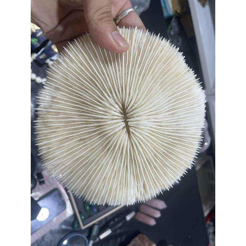 天然白珊瑚圆形海菊花海蘑菇贝壳鱼缸造景道具装饰品摆件水晶消磁