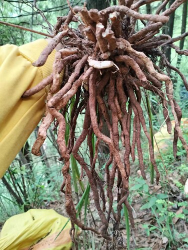 中药材正品土续断兰根幽兰根山兰香花草兰花草现挖现发500g包邮