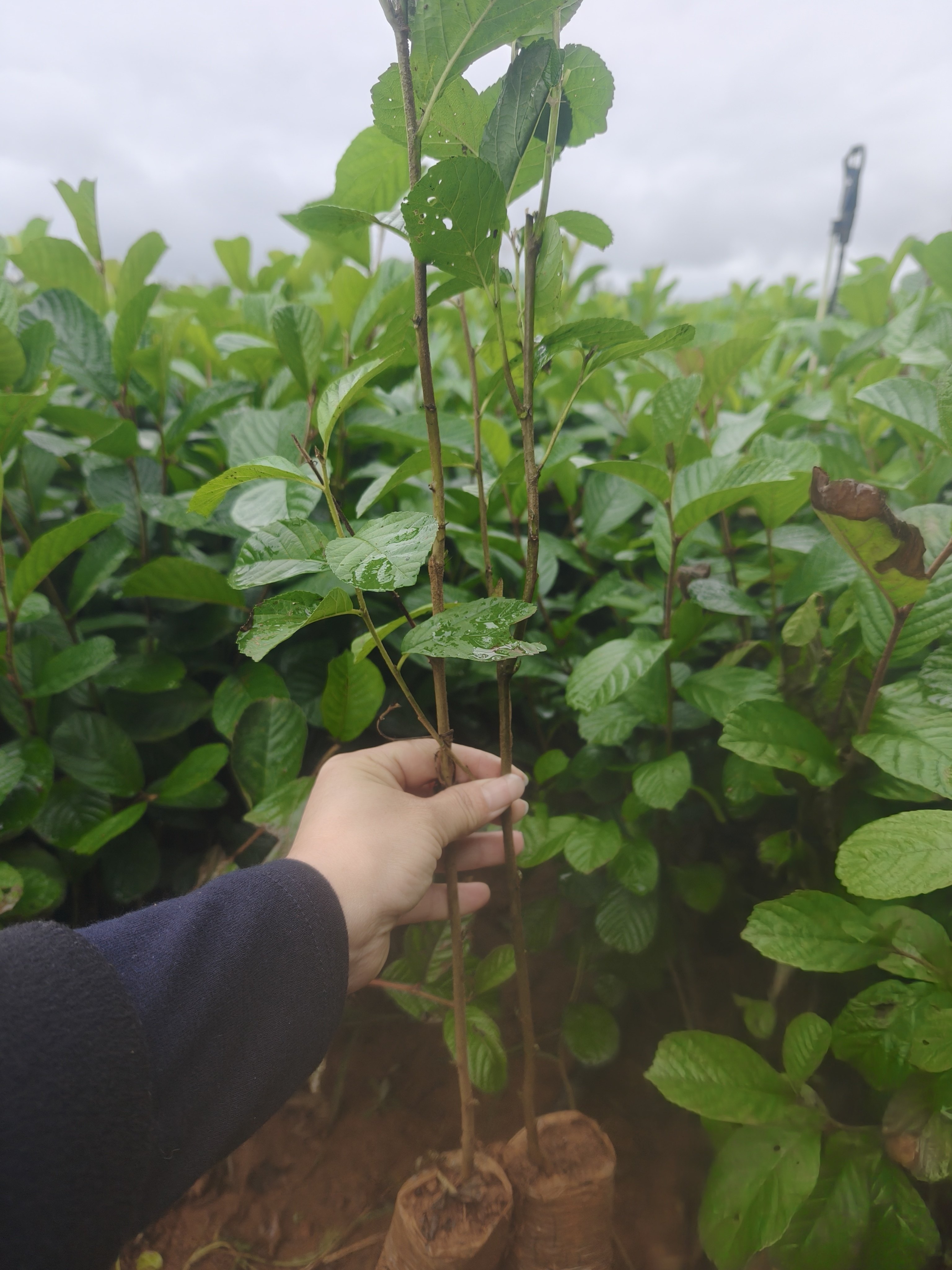 新款桤木苗水冬瓜树水青凤桤蒿南方新鲜新款南方种植室外批发