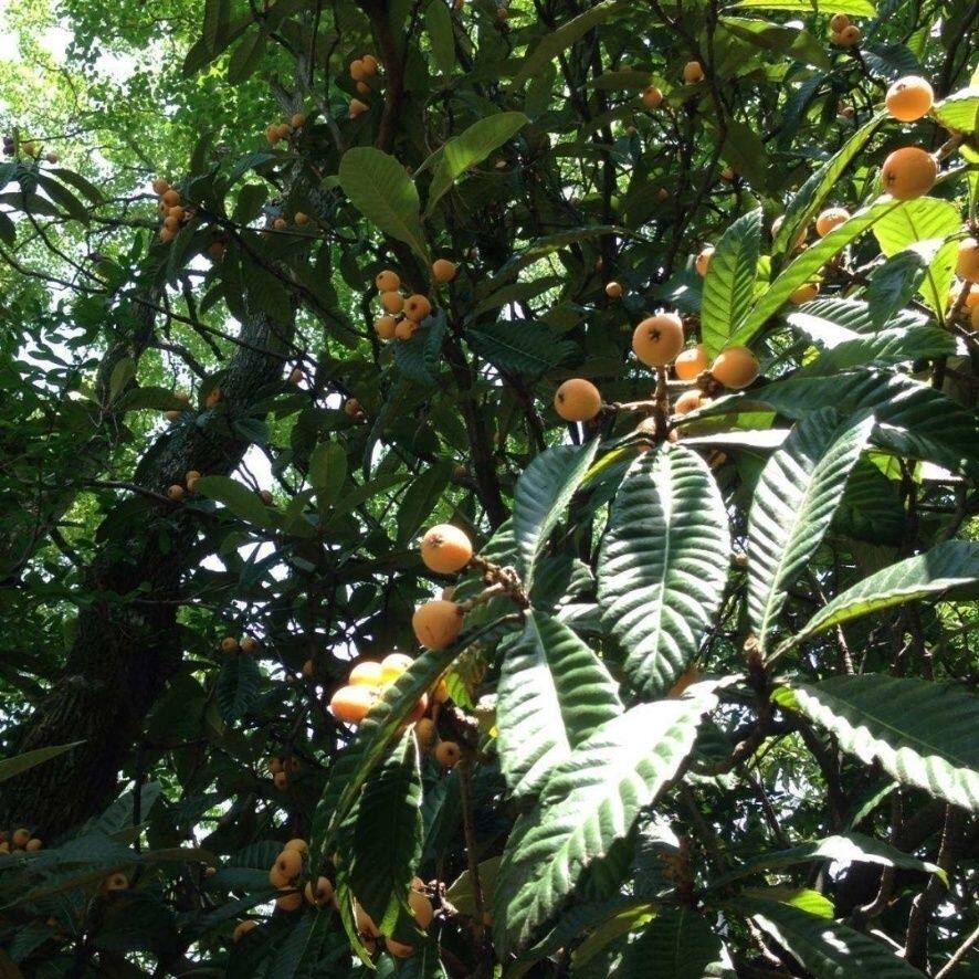 新鲜枇杷叶高山鲜枇杷老叶 现摘
