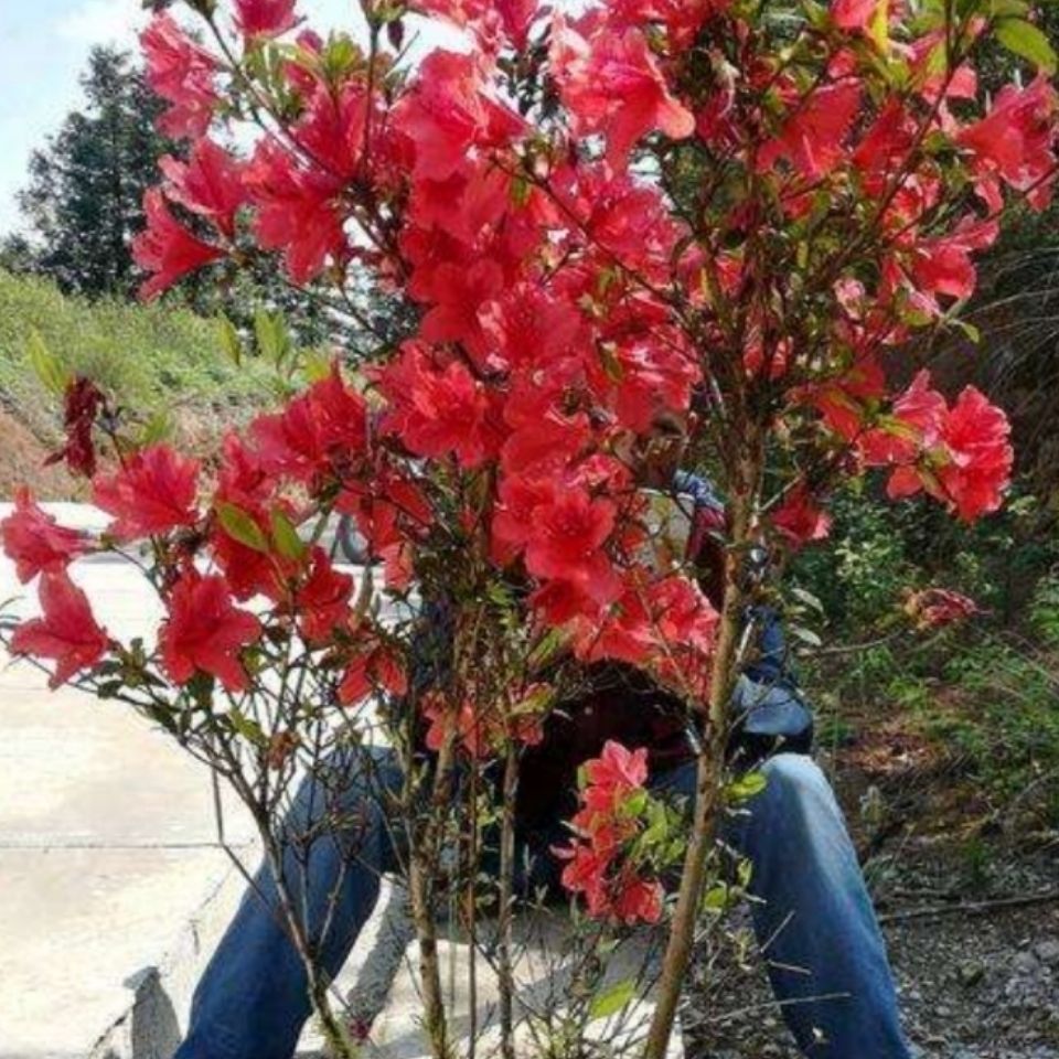 杜鹃花苗四季开花庭院阳台盆栽花杜鹃