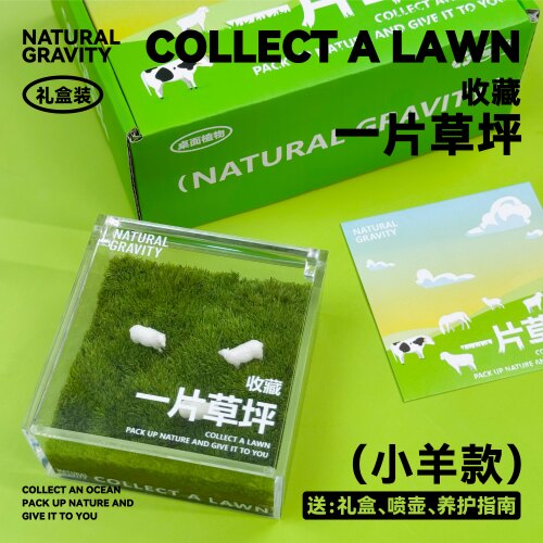 一片草坪办公室植物牛马草坪礼物