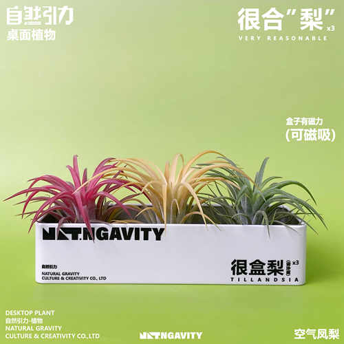 自然引力-很盒梨空气凤梨可磁吸甲醛净化空气办公室内好养小植物
