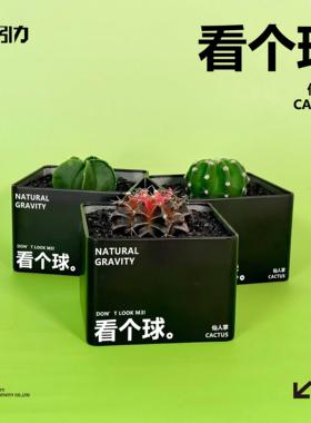 自然引力-看个球M3 仙人掌仙球植物桌面创意绿植礼品好物送人好看