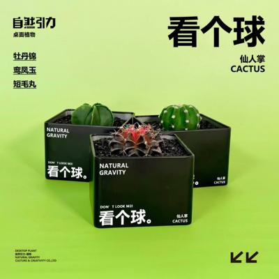 自然引力-看个球M3仙人掌