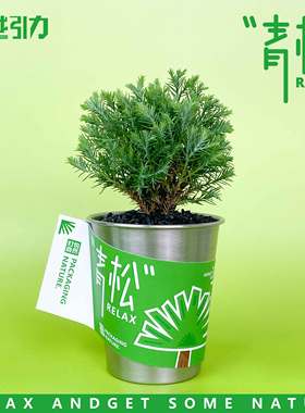自然引力- 青松盆栽办公室桌面绿植雾松室内小盆栽创意小绿植礼品