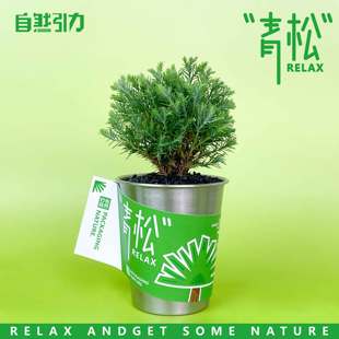 自然引力 青松盆栽办公室桌面绿植雾松室内小盆栽创意小绿植礼品