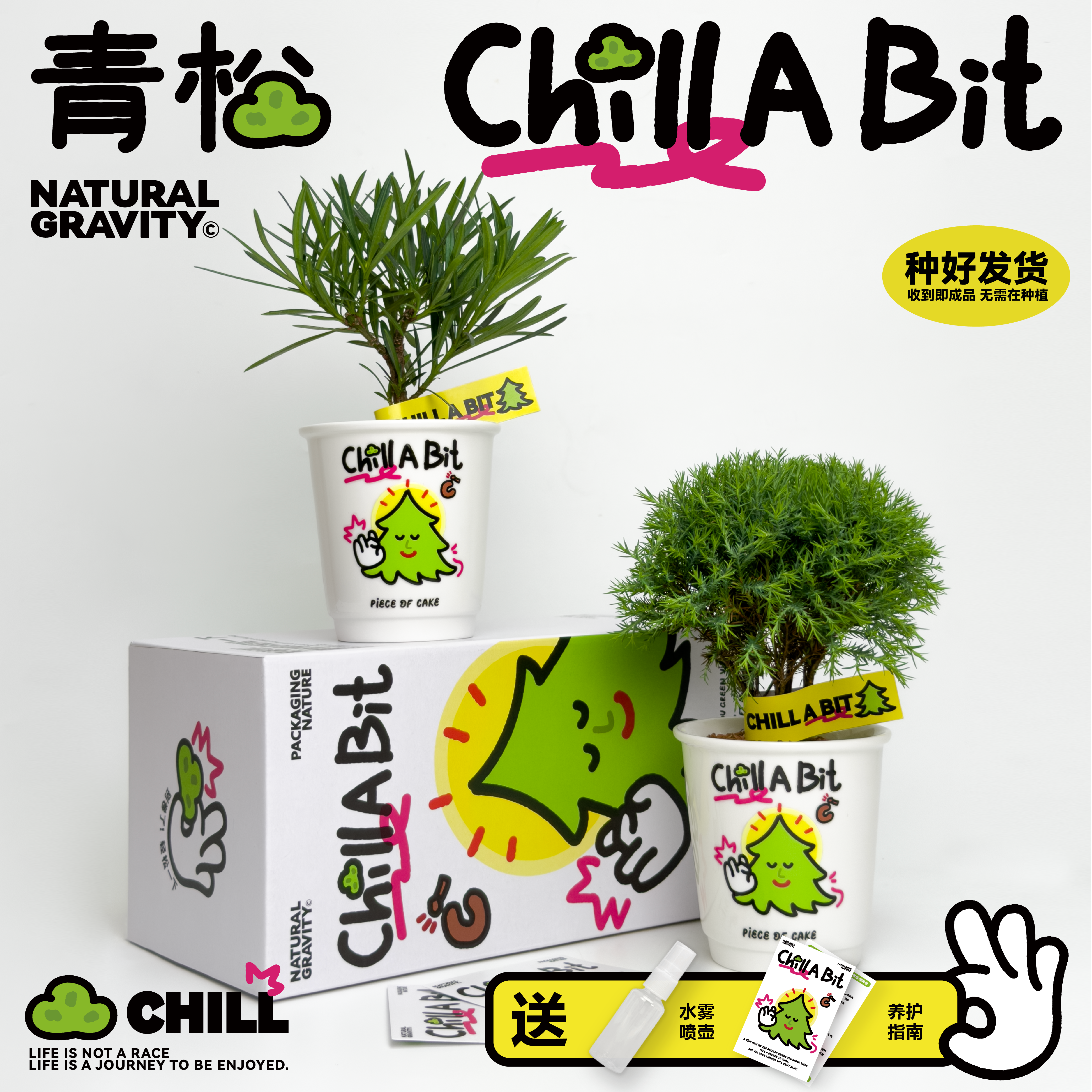 自然引力-青松一下 雾凇盆栽桌面迷你绿植好养懒人植物治愈系礼物