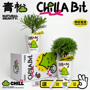 自然引力-青松一下 雾凇盆栽桌面迷你绿植好养懒人植物治愈系礼物