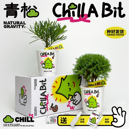 自然引力-青松一下 雾凇盆栽桌面迷你绿植好养懒人植物治愈系礼物