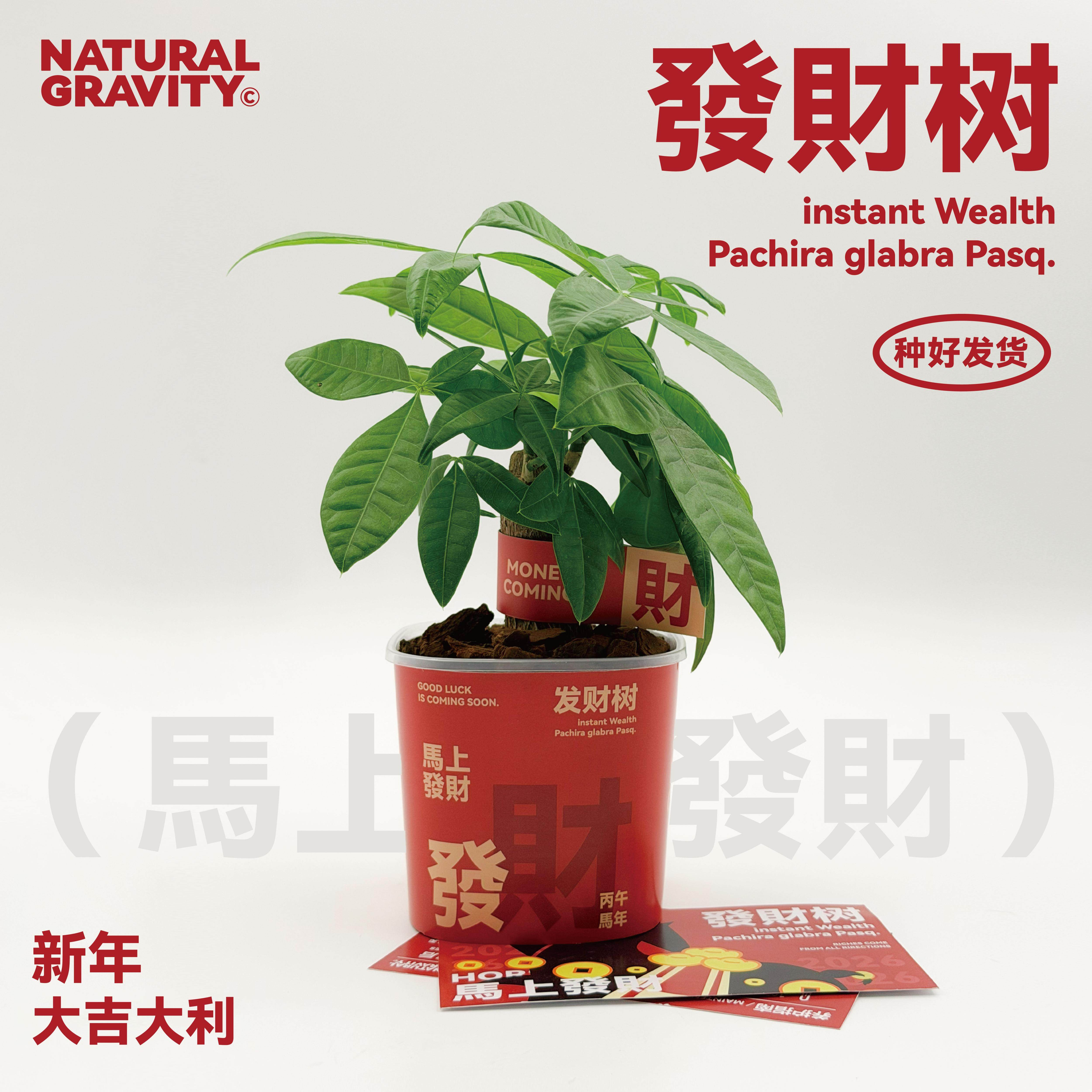 自然引力- 马上发财 新年发财树吉祥桌面小绿植创意新年礼物,鲜花速递/花卉仿真/绿植园艺,情绪植物,淘宝优惠券,粉丝福利购,淘宝优惠卷