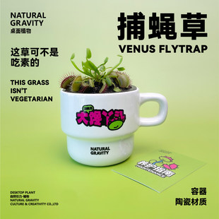 自然引力 大馋丫头捕蝇草食虫植物驱蚊虫食虫草盆栽好养活