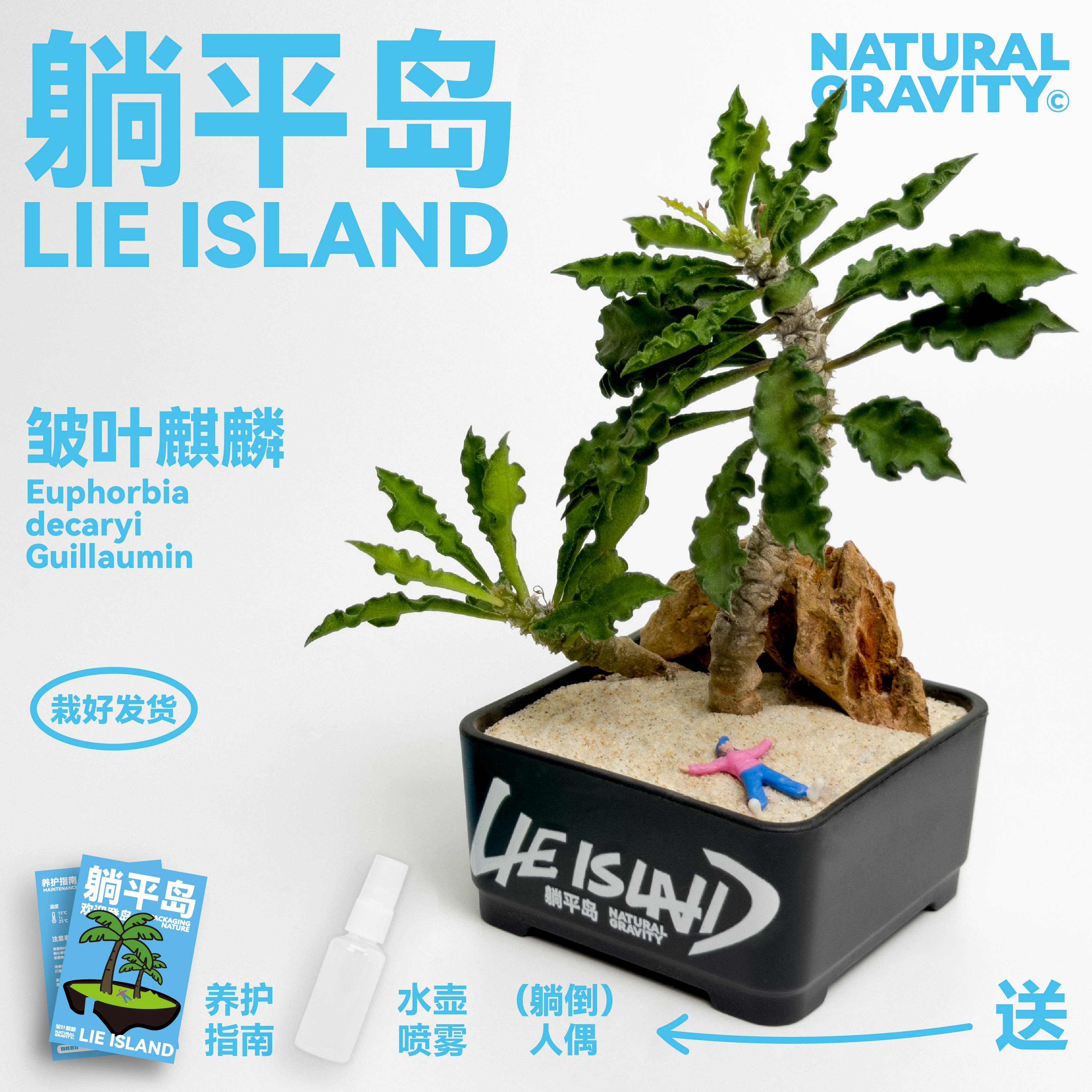 皱叶麒麟多肉小众植物盆栽