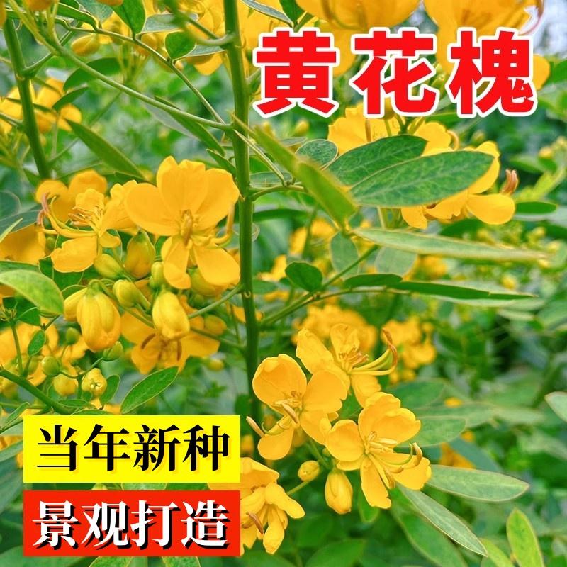 黄花槐国槐种子红花灌木树种子速生槐刺槐边坡绿化固土植物林木孑