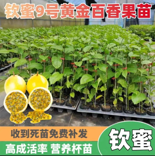 纯甜黄金百香果苗广西纯甜黄金树苗庭院盆栽种植当年结果带土四季