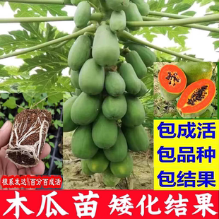 矮化木瓜苗树南方高产雷州冰糖红心大苗四季种植盆栽地栽当年结果
