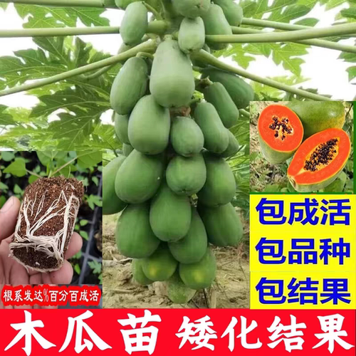 矮化木瓜苗树南方高产雷州冰糖红心大苗四季种植盆栽地栽当年结果