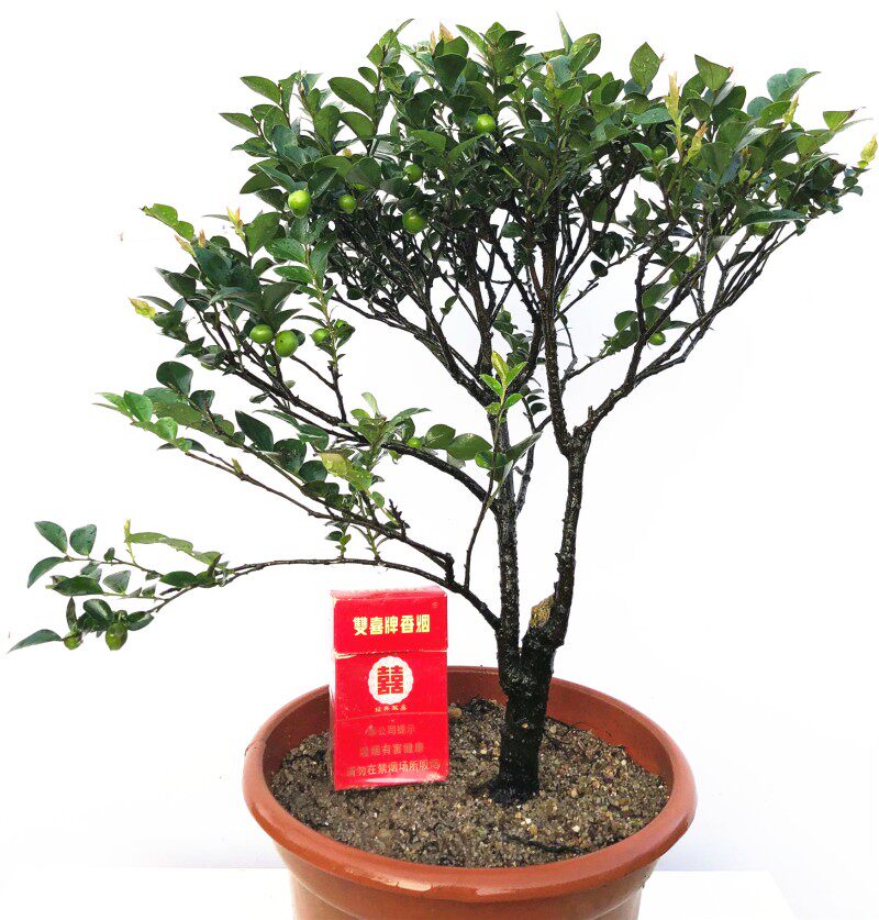 岭南盆景小叶檀香紫o檀盆景树桩室内绿植紫檀盆栽植物黑骨茶黑檀