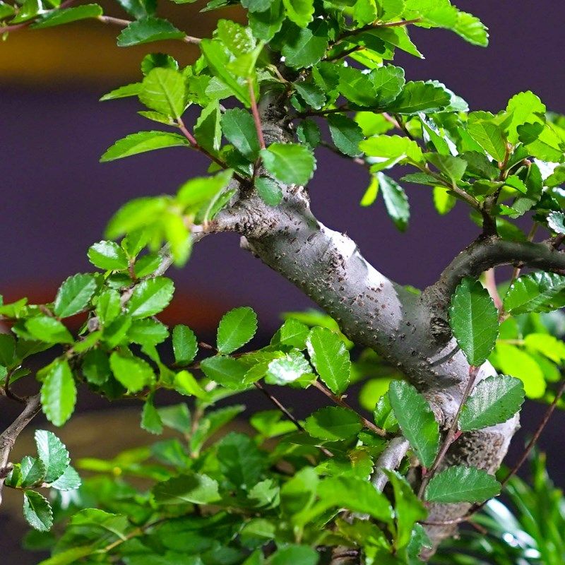 s弯榆树盆景老桩造型盆栽室内客厅阳G台庭院绿植四季常青好养植物,鲜花速递/花卉仿真/绿植园艺,绿植,淘宝优惠券,粉丝福利购,淘宝优惠卷