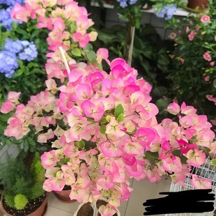 三角梅六a组(一物一拍)四季开花三角梅老桩爬藤三角梅