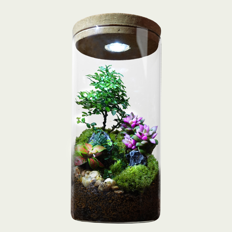 丘辰苔藓微d景观生态瓶办公室内桌面绿植DIY造景观小摆件植物盆栽