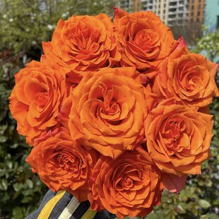 新森林鲜花朝霞玫瑰基地甄选z优质玫瑰鲜切花基地现采现发顺丰