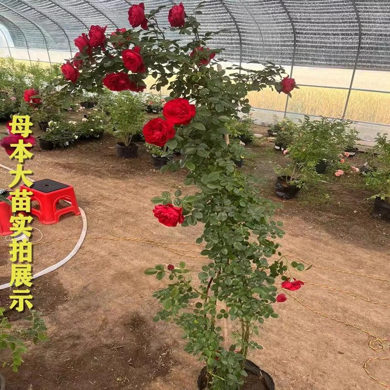 1米7大苗蔷薇花苗藤本月季特大花庭院爬K藤植物四季开花卉盆栽玫,鲜花速递/花卉仿真/绿植园艺,时令草本花卉,淘宝优惠券,粉丝福利购,淘宝优惠卷