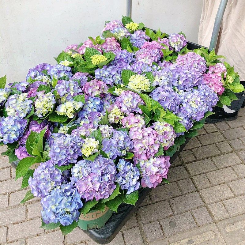 巨型无尽夏c绣球花苗多季节开花阳台别墅庭院耐寒植物盆栽花卉老,鲜花速递/花卉仿真/绿植园艺,绣球/木绣球/木本植物,淘宝优惠券,粉丝福利购,淘宝优惠卷