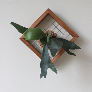 鹿角蕨定a植板壁挂实木手工相框蕨类植物花盆挂板植物墙绿植好养