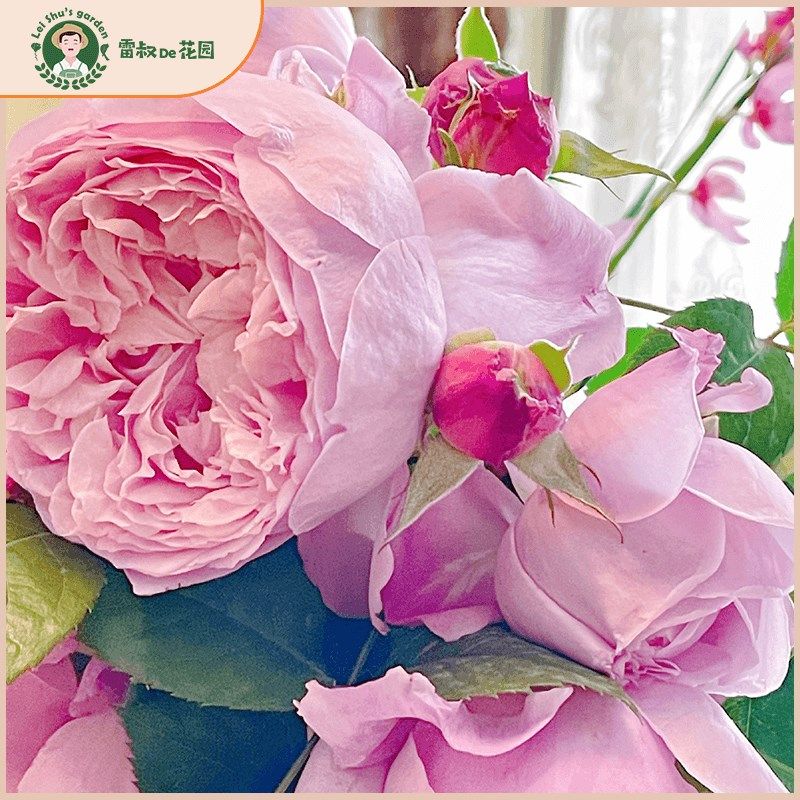 雷叔的花园自由精神月季花苗藤本月季I庭院爬藤多头月季植物盆栽,鲜花速递/花卉仿真/绿植园艺,月季/蔷薇/玫瑰,淘宝优惠券,粉丝福利购,淘宝优惠卷