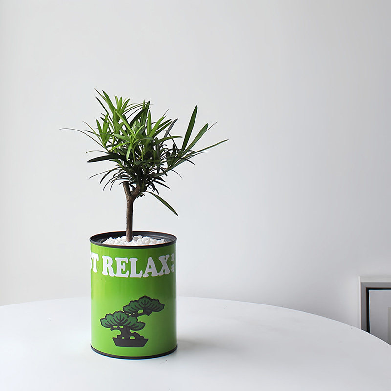 情绪植物 办公室桌面绿植 室内盆A栽 发财树金钱树富贵竹 创意礼,鲜花速递/花卉仿真/绿植园艺,绿植,淘宝优惠券,粉丝福利购,淘宝优惠卷