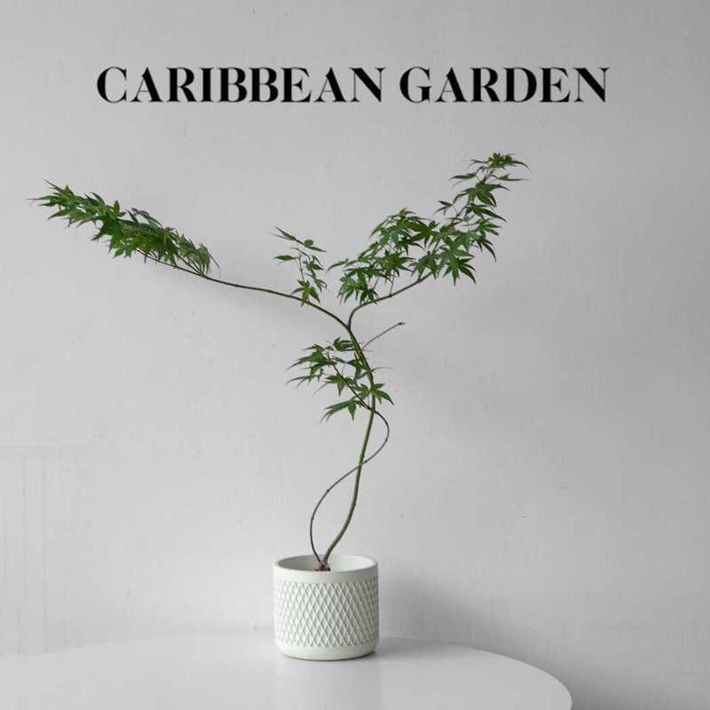 黄金流泉枫盆栽造型枫树室v内办公室客厅绿植玄关茶桌盆景植物送