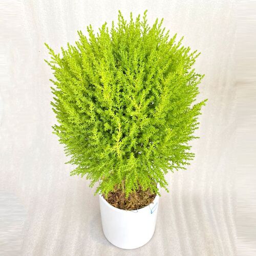 柠檬香味黄金香松盆栽植物圣诞树盆景四季常青绿植室X内好养香冠