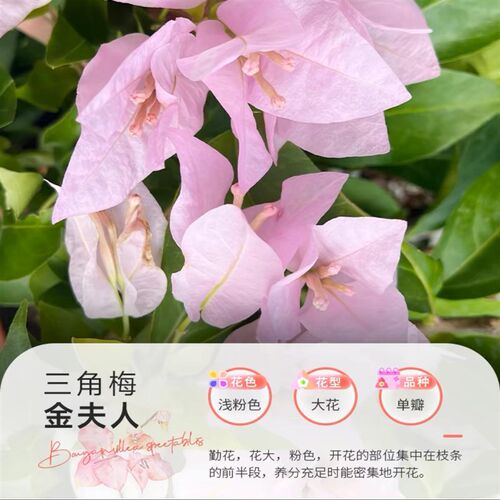 精品卡亚塔三角梅大苗盆B栽苗带花室内阳台四季开花