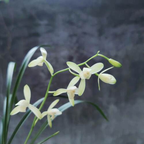 带花苞翠衣仙e子 细叶纤纤高花 香气清甜又名小宫粉四季兰建兰盆