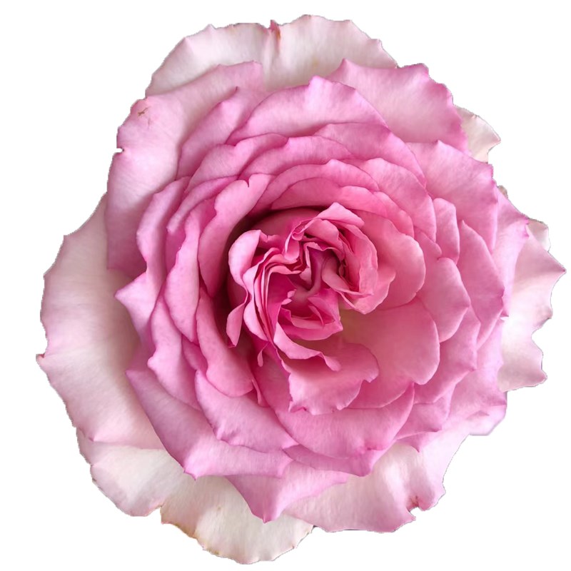 无刺罗伊爬藤蔷薇花浓香特大花四季开花藤本月季罗U衣庭院花墙拱