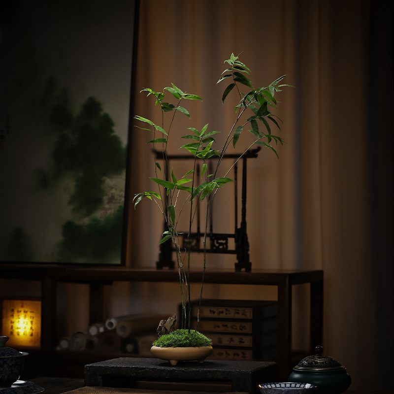三足盆米竹茶室书房盆景办公室小盆栽桌面绿植摆件室Y内好养植物