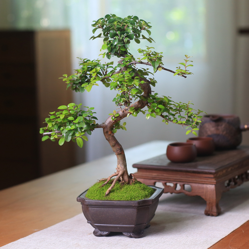 雀梅盆景红芽小老桩盆栽室内客厅桌面观叶绿植R庭院四季好养植物