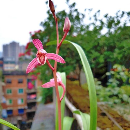 带花苞兰花浓香型【玫瑰妖姬】建C兰名品色花阳台花卉绿植四季开