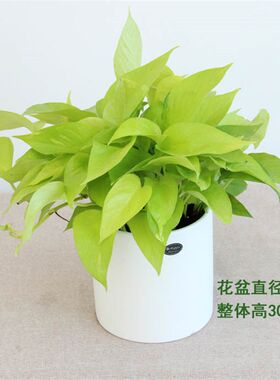黄金葛室内盆栽绿萝吸除甲醛净化空气植物吊兰清R新热卖好养耐阴
