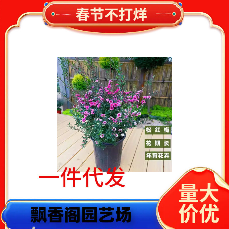 一件代发松红梅盆栽澳洲三色梅耐寒盆栽多色冬季开花卉带花苞期长
