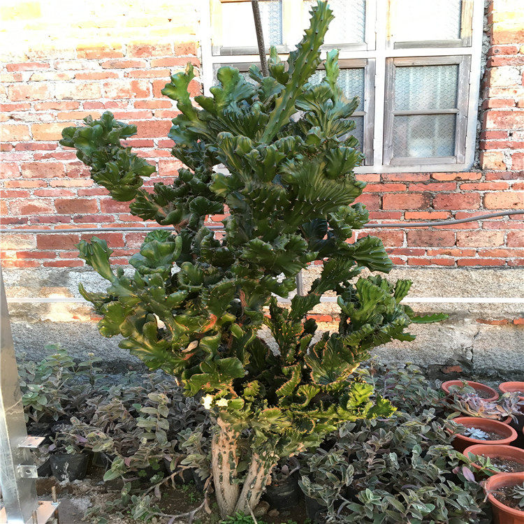 麒麟掌多浆多肉植物双子叶植物大戟科玉麒麟植物造景大型沙生植物