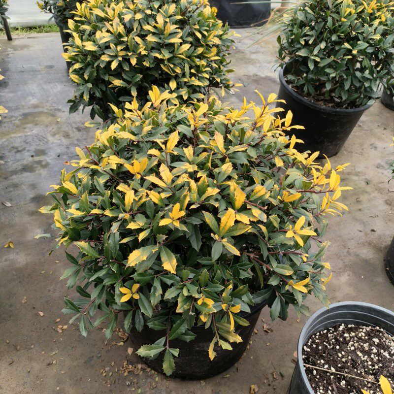 庭院别墅景观花镜植物彩叶花卉黄金枸骨球金叶枸骨盆栽狭叶冬青