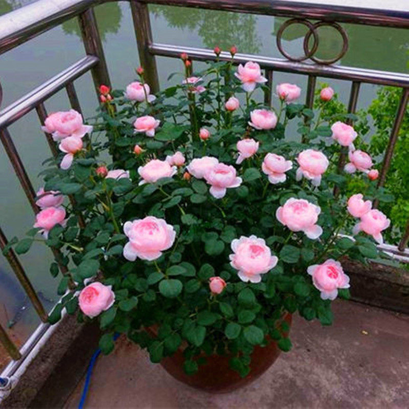 月季花苗果汁特大花苞玫瑰盆栽z四季开花庭院栽培灌木阳台浓香花,鲜花速递/花卉仿真/绿植园艺,月季/蔷薇/玫瑰,淘宝优惠券,粉丝福利购,淘宝优惠卷