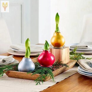 朱顶红蜡球封蜡重瓣朱顶红种w球开花盆栽特大室内阳台懒人植物花